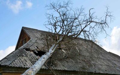 What to Do When a Tree Falls on Your Roof: A Simple Guide for Minneapolis Homeowners